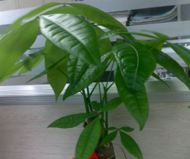 發(fā)財(cái)樹(shù)如何種植