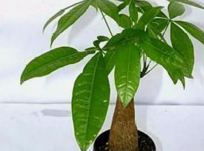 綠色植物人人愛，你知道哪種適合你養(yǎng)嗎