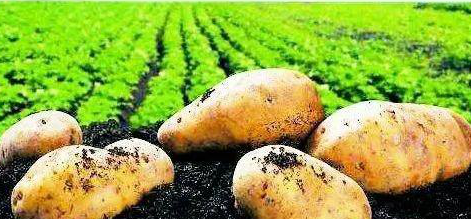 第一個(gè)代表阜陽的特色農(nóng)產(chǎn)品優(yōu)勢區(qū)公示啦!