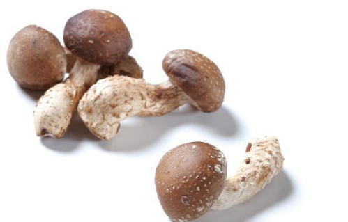 香菇是世界第二大食用菌，素有“真菌皇后”之譽(yù)