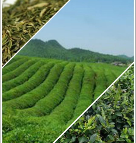 品味茶香，寄情山水，這6種茶為你展現(xiàn)獨(dú)特的貴州茶文化