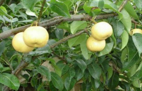 在貴州，還有這10種地理標(biāo)志水果，平凡而獨(dú)特，去貴州千萬(wàn)別錯(cuò)過(guò)