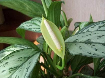 3種最?lèi)?ài)“陰”的花卉植物，養(yǎng)在客廳、臥室都好，沒(méi)陽(yáng)光也能吐氧