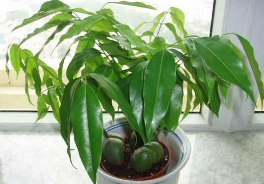 3種最?lèi)?ài)“陰”的花卉植物，養(yǎng)在客廳、臥室都好，沒(méi)陽(yáng)光也能吐氧