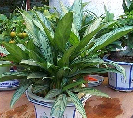 3種最?lèi)?ài)“陰”的花卉植物，養(yǎng)在客廳、臥室都好，沒(méi)陽(yáng)光也能吐氧