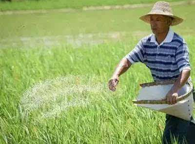 農民種植水稻，每畝稻田需要使用多少硅肥和鋅肥?